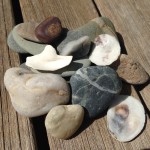 Rocks and shells